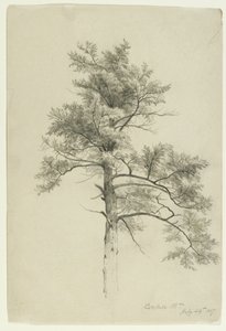 Tree Study, Catskill Mountains, New York by Asher Brown Durand
